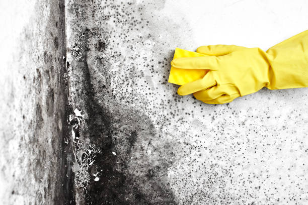 Why You Should Choose Our Mold Remediation Services in Clearlake, CA